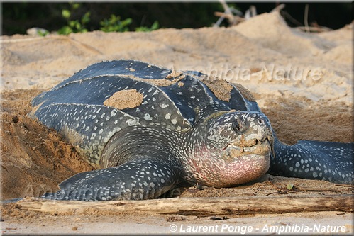 tortue luth pondant sur la plage