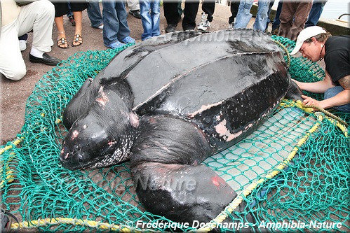 tortue luth sur le quai de Saint-Pierre