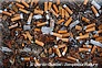 mégots de cigarettes