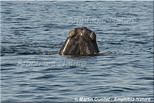 monstre - baleine noire