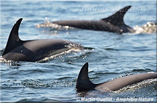 monstre - dauphins à flancs blancs de l'Atlantique
