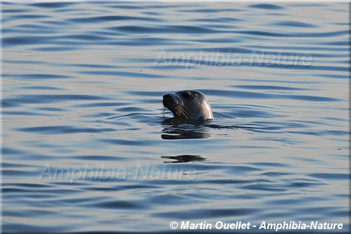 monstre - phoque commun