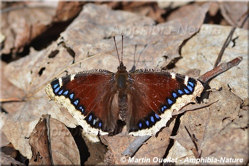 Morio - Mourning Cloak - Nymphalis antiopa