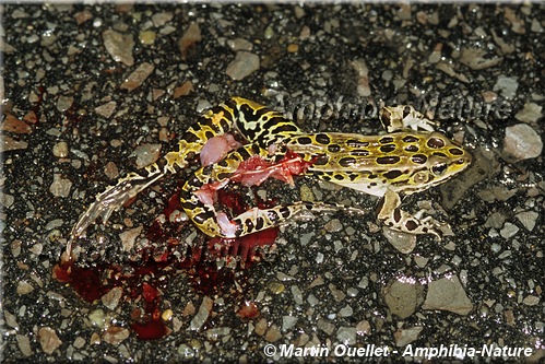 mortalité routière - une grenouille léopard du Nord