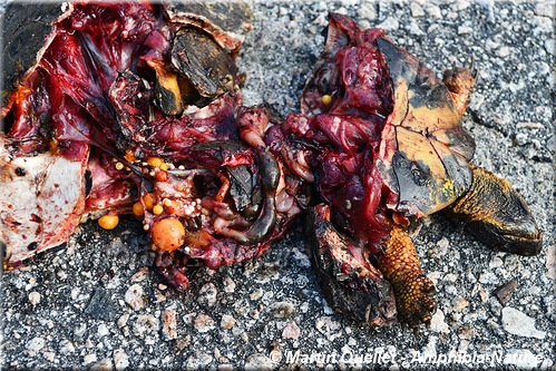 tortue des bois écrasée sur la route - mortalité
