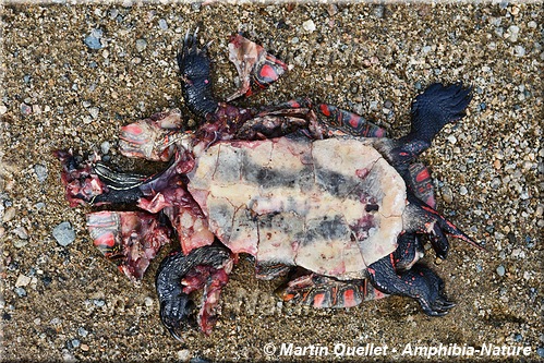 tortue peinte du Centre victime de la route- mortalité