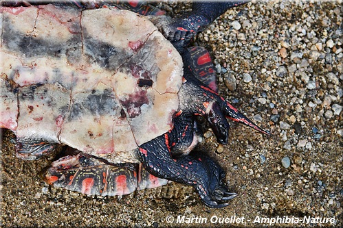 tortue peinte du Centre victime de la route- mortalité