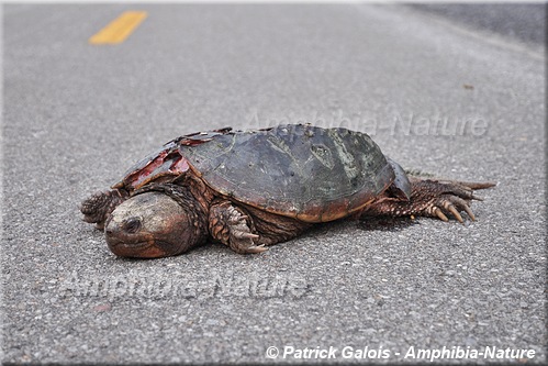 tortue serpentine - mortalité