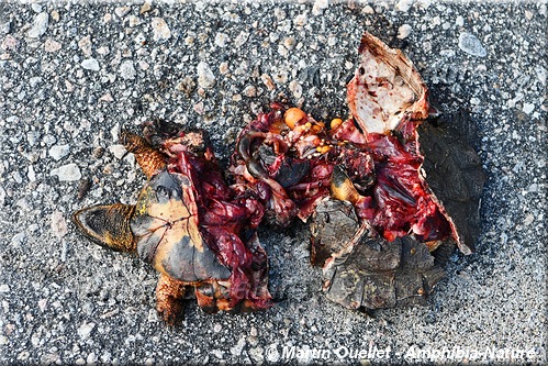 tortue des bois écrasée sur la route - mortalité