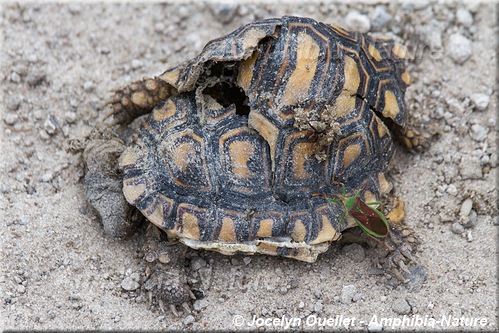 tortue léopard - mortalité