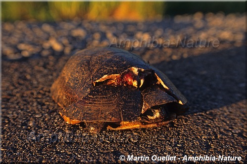 tortue mouchetée - mortalité routière