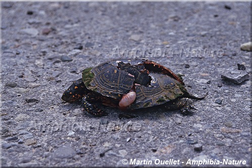 tortue ponctuée - mortalité routière