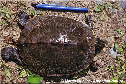 tortue géographique du Nord - mortalité