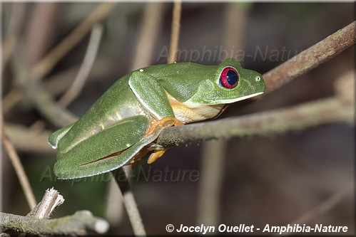 Agalychnis callidryas - Panama