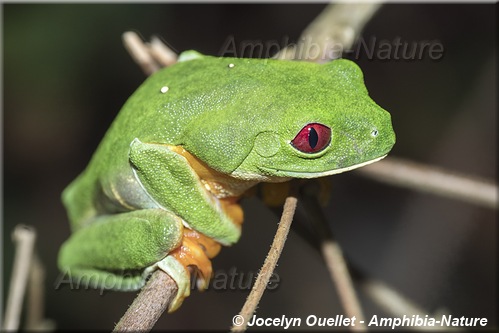 Agalychnis callidryas - Panama