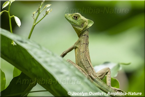 Basiliscus plumifrons - Costa Rica