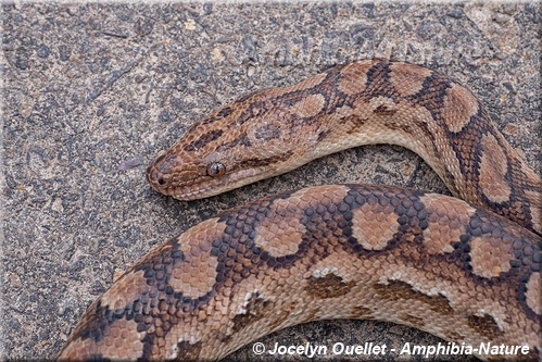 boa arc-en-ciel - Argentine