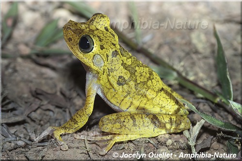 Boana rosenbergi - Panama