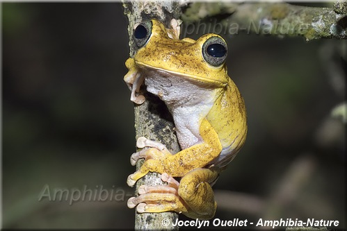 Boana rosenbergi - Panama