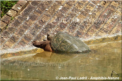 tortue serpentine