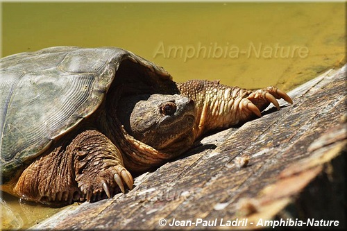 tortue serpentine