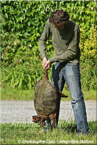 tortue serpentine