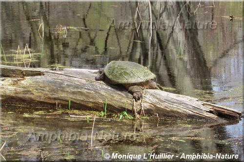 tortue serpentine