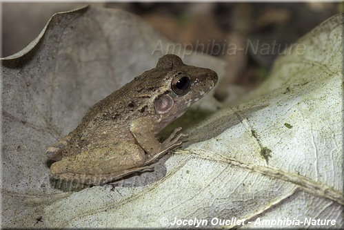 Craugastor fitzingeri - Panama