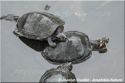 tortue - Équateur