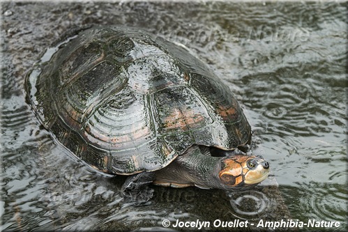 tortue - Équateur