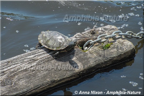 tortue géographique du Nord