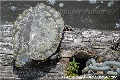 tortue géographique du Nord