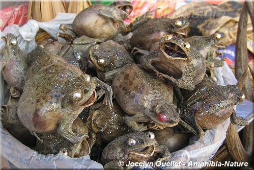grenouilles séchées - marché des Sorcières - La Paz, Bolivie