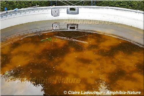 rainette versicolore - piscine