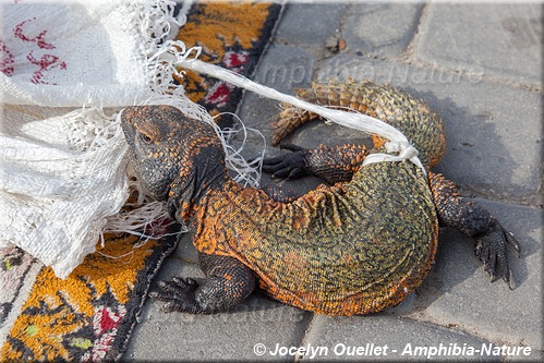 Uromastyx nigriventris - fouette-queue marocain - Moroccan Spiny-tailed Lizard - Maroc