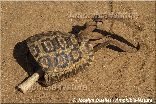 tortue - inixys de Bell