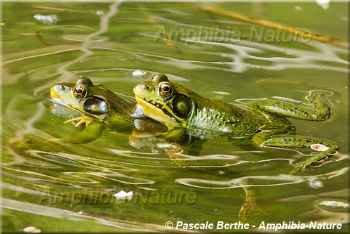 grenouilles vertes