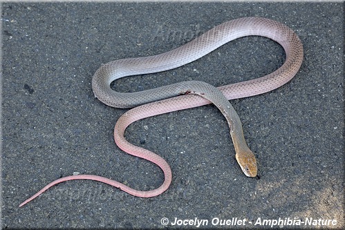 Masticophis mentovarius - El Salvador