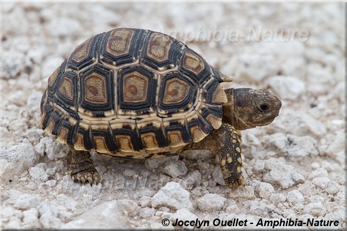 tortue léopard - juvénile