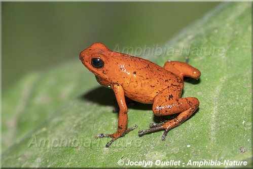 Oophaga pumilio - Costa Rica