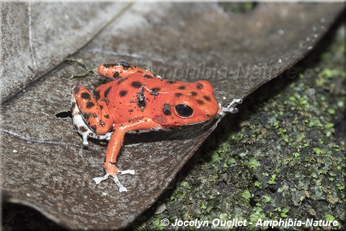 Oophaga pumilio - Panama