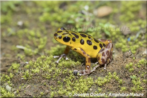 Oophaga pumilio - Panama