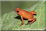 Oophaga pumilio - Costa Rica