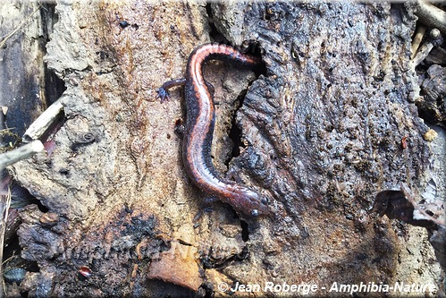 salamandre cendrée