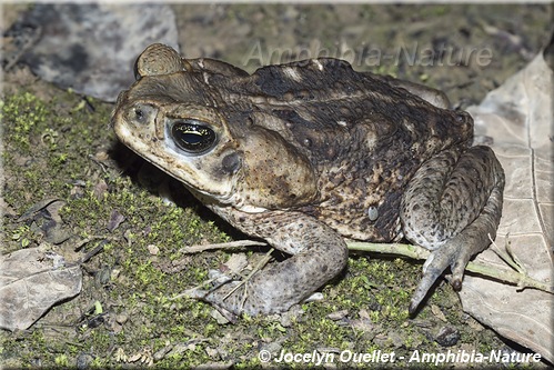 Rhinella marina - Panama