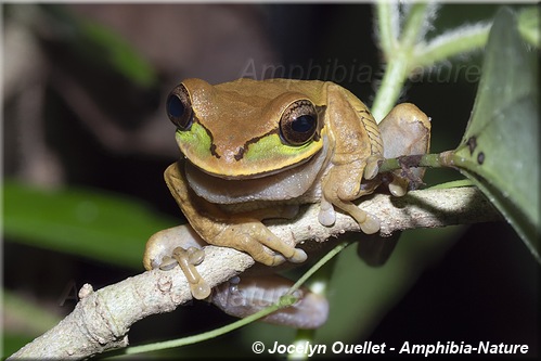 Smilisca phaeota - Costa Rica