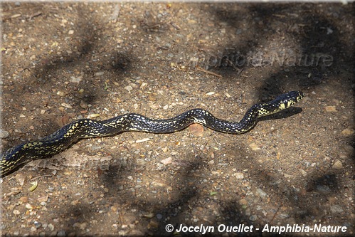 Spilotes pullatus - Honduras