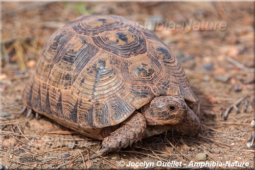 Testudo graeca - tortue mauresque - Maroc