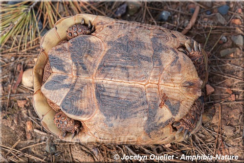 Testudo graeca - tortue mauresque - Maroc