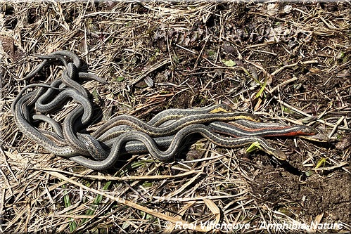 couleuvres rayées cherchant
à s'accoupler